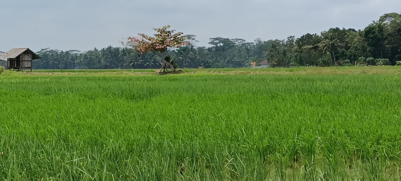 POTENSI DESA PURWAJAYA